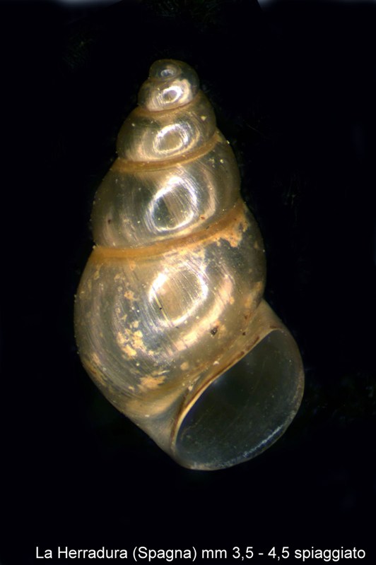 Identificazione piccoli molluschi spagnoli spiaggiati